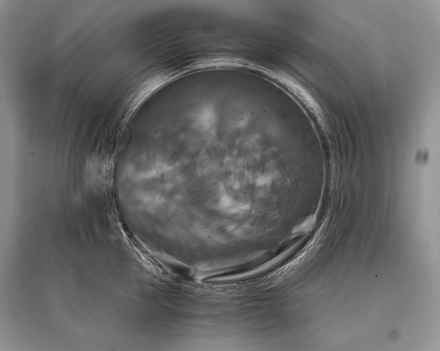 X0000096380953200801241234