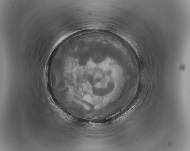 X0000096380983200801241233