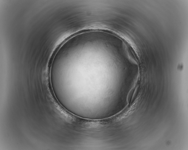 X0000096380990200801241233