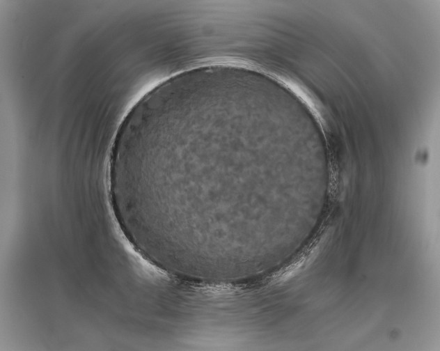 X0000096380999200801241233