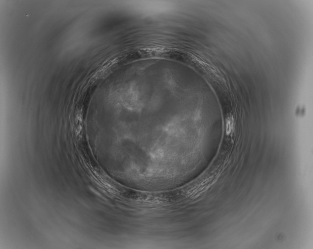 X0000096381011200801241232