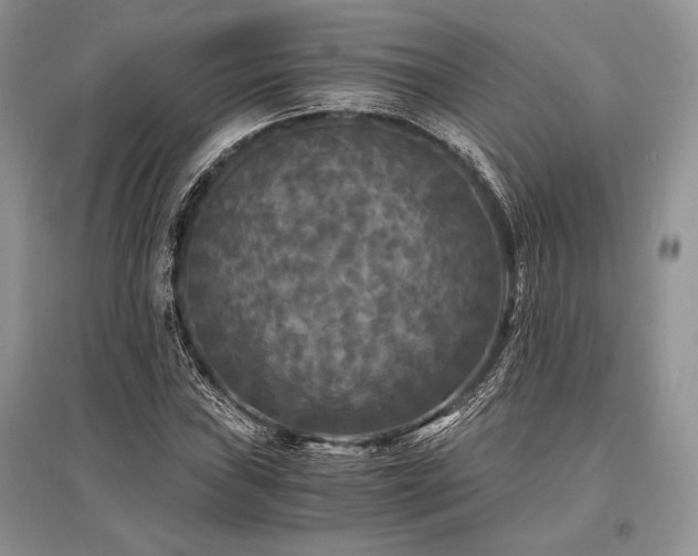 X0000096381019200801241232