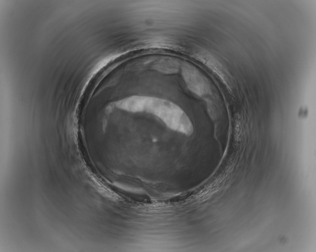 X0000096381024200801241232
