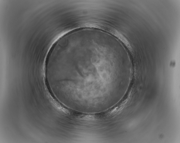 X0000096381028200801241232
