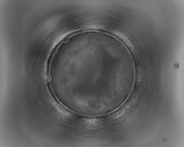 X0000096381031200801241232