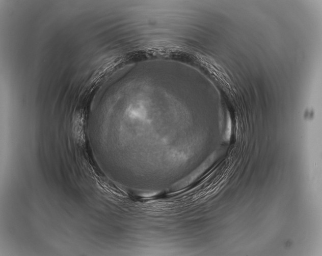 X0000096381060200801241232