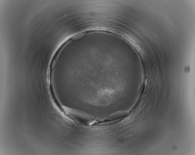 X0000096381084200801241231