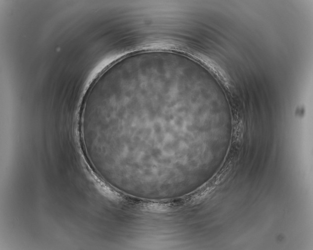 X0000096381086200801241231