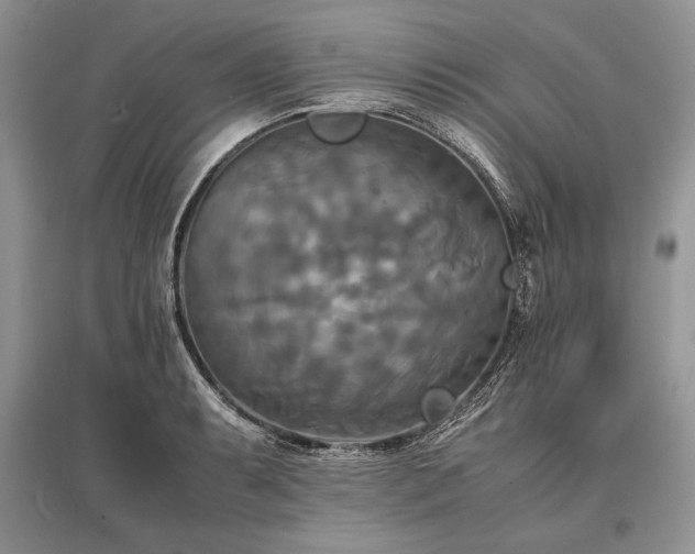 X0000096381087200801241231
