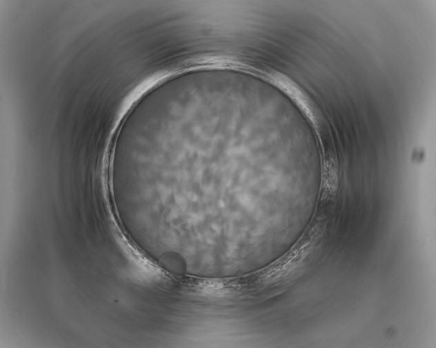 X0000096381098200801241231