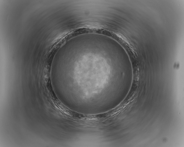 X0000096381110200801241230