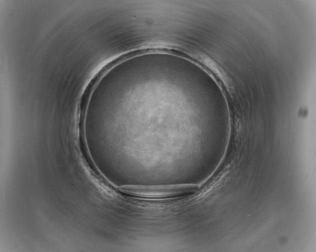X0000096381124200801241231