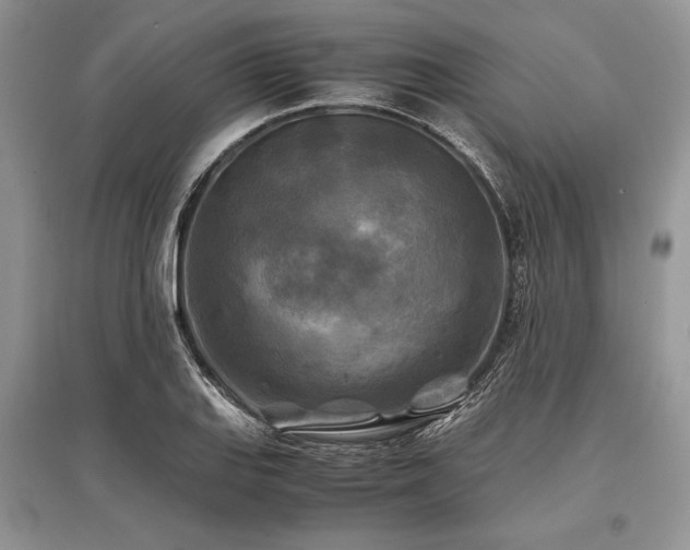 X0000096381127200801241231