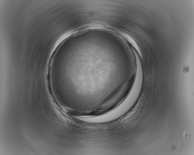 X0000096381146200801241231