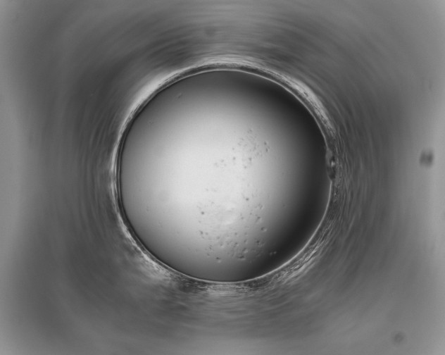 X0000096381199200801241229