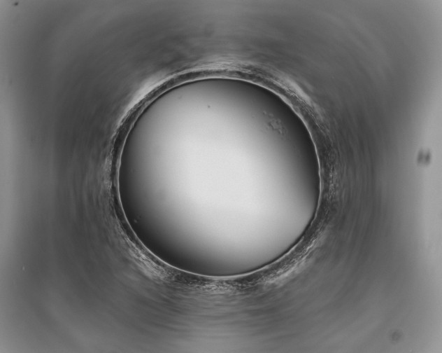 X0000096381216200801241229