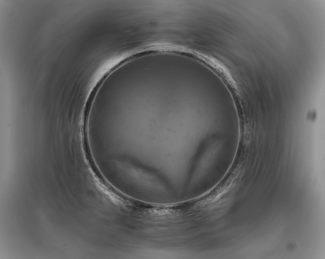 X0000096381231200801241229