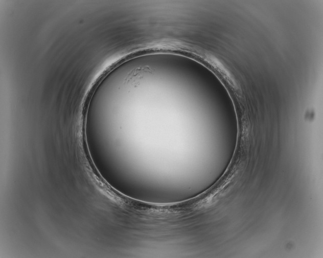 X0000096381232200801241229