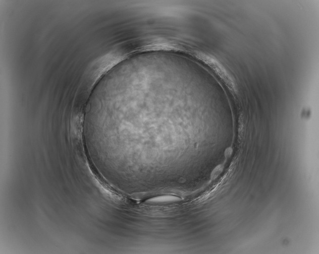 X0000096381233200801241229