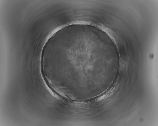 X0000096381237200801241229