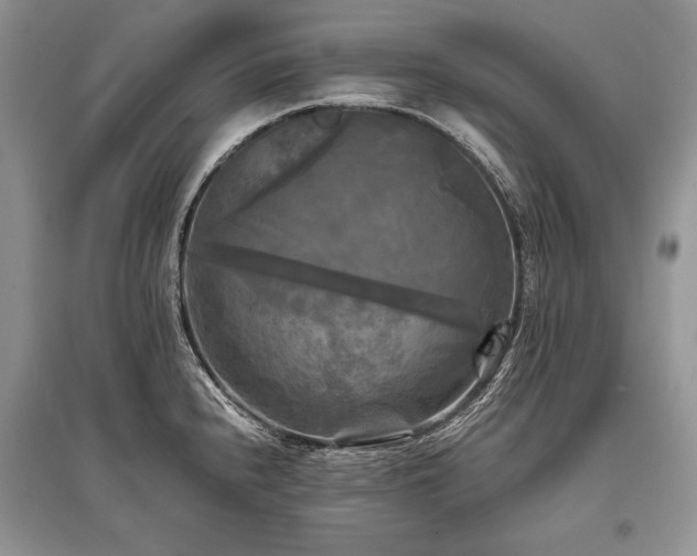 X0000096381240200801241229