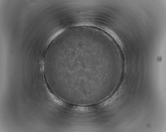 X0000096381241200801241229