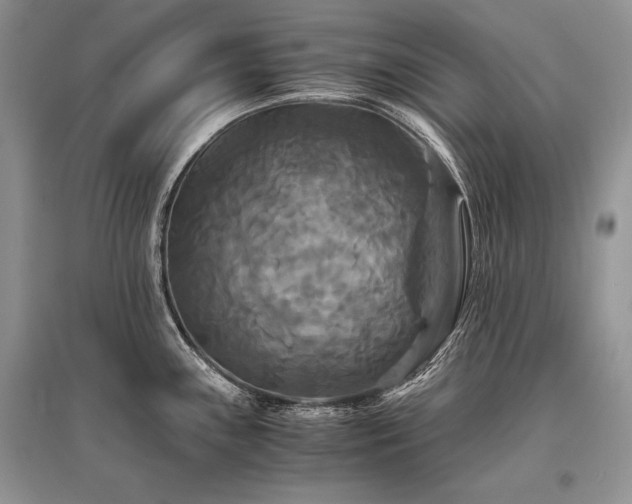 X0000096381243200801241229