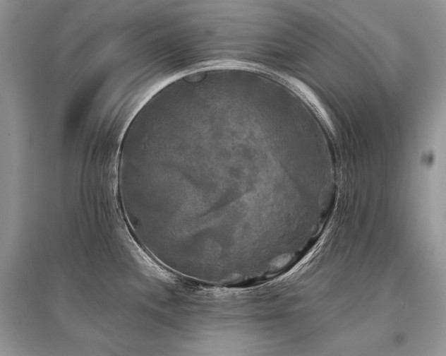 X0000096381244200801241229