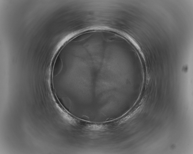 X0000096381245200801241229