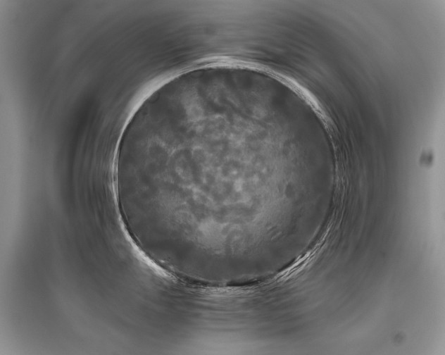 X0000096381247200801241229