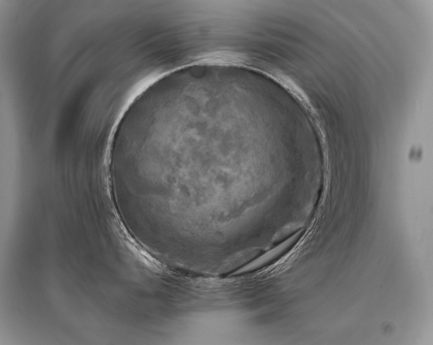 X0000096381248200801241229