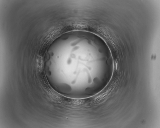 X0000096381251200801241229