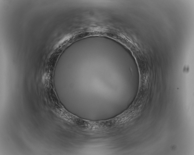 X0000096381254200801241229