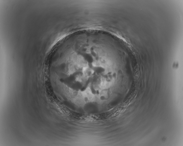 X0000096381255200801241229