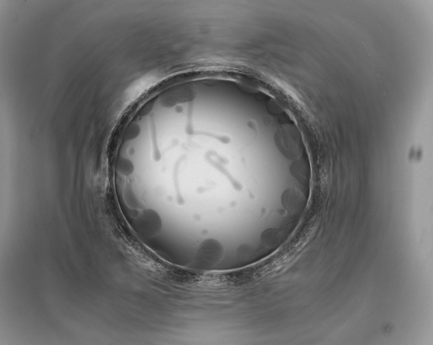 X0000096381267200801241229