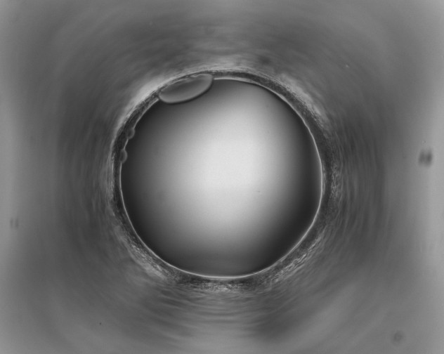 X0000096381270200801241228