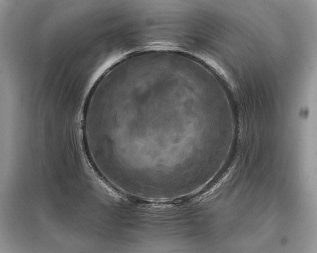 X0000096381325200801241228