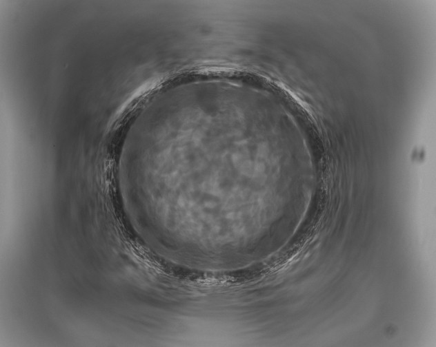 X0000096381351200801241227