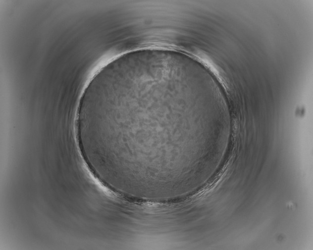 X0000096381379200801241227