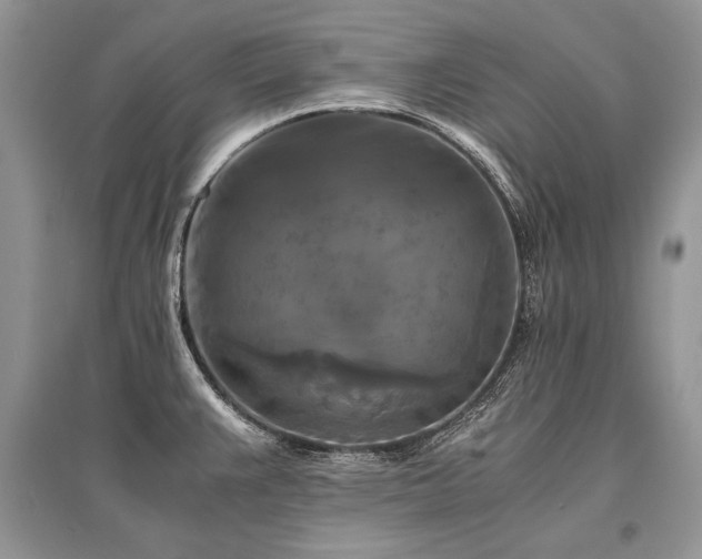X0000096381383200801241227