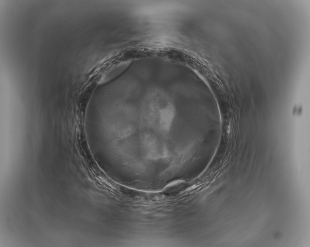 X0000096381397200801241226