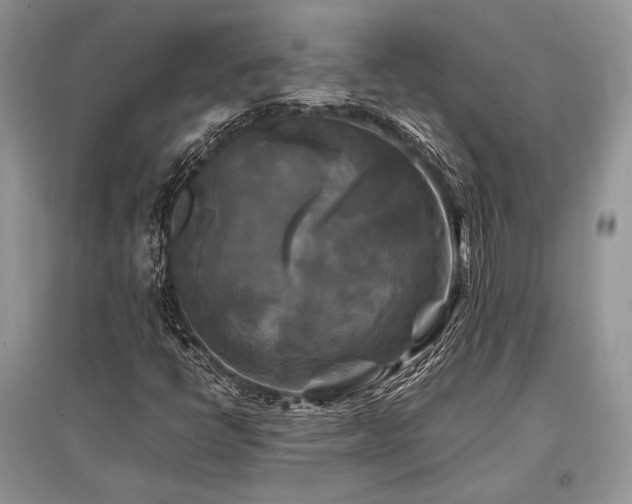 X0000096381398200801241226