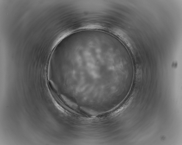 X0000096381425200801241226