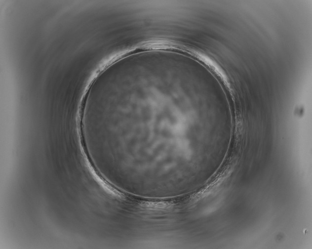 X0000096381429200801241226