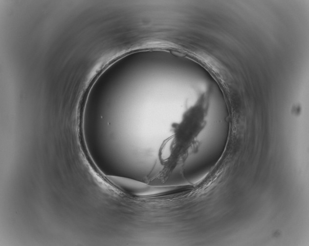 X0000096381430200801241226