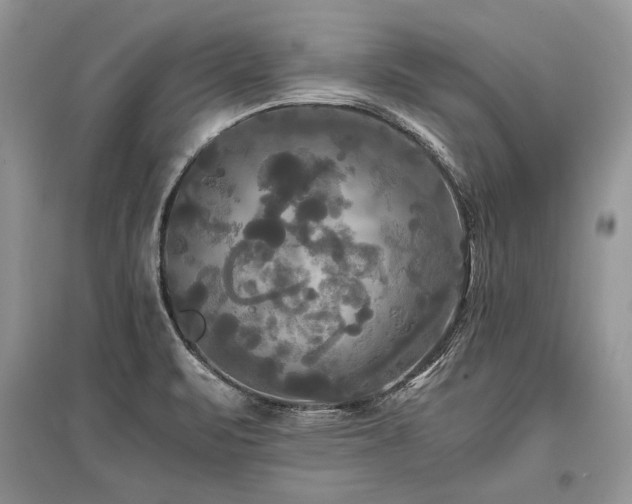X0000096381471200801241226
