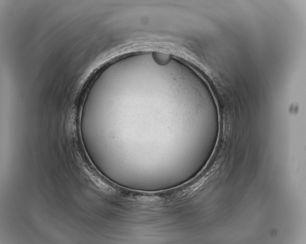 X0000096381498200801241225