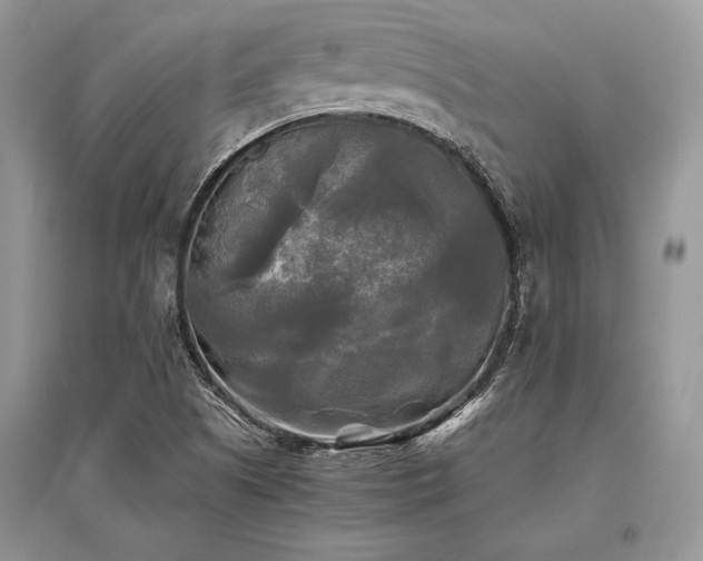 X0000096381505200801241225