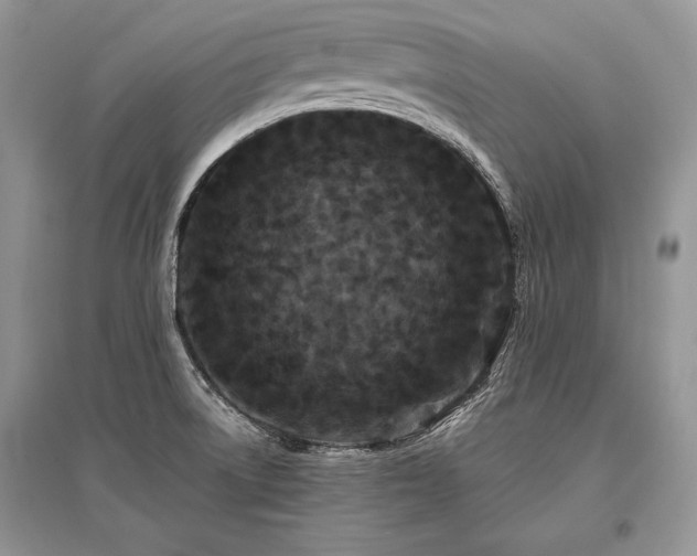 X0000096381522200801241225