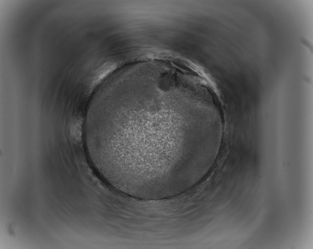 X0000096380010200801311309